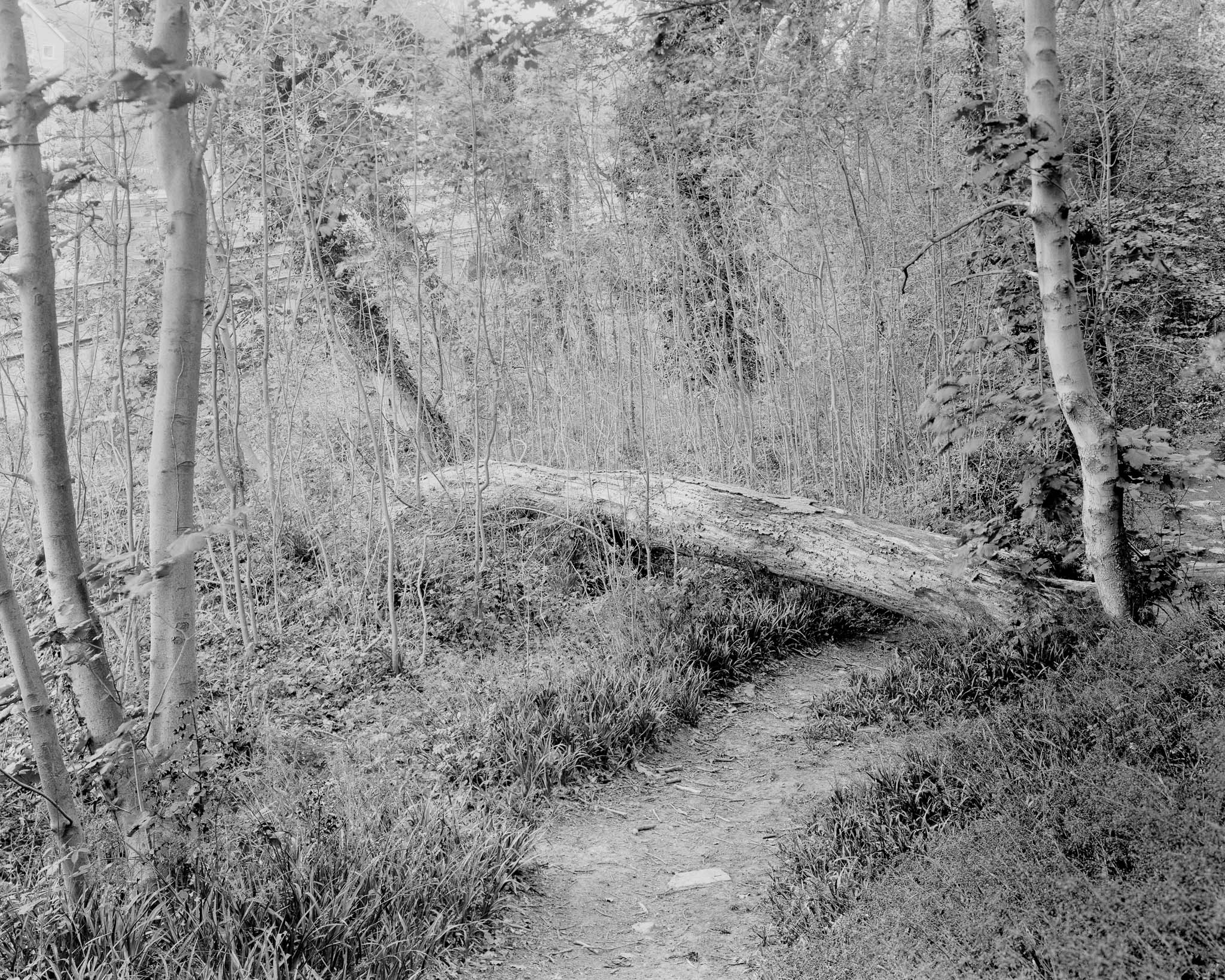 Black and White Photograph of Woodland Path alongside The River Sheaf, Sheffield. Photo by Jonny Sutton.