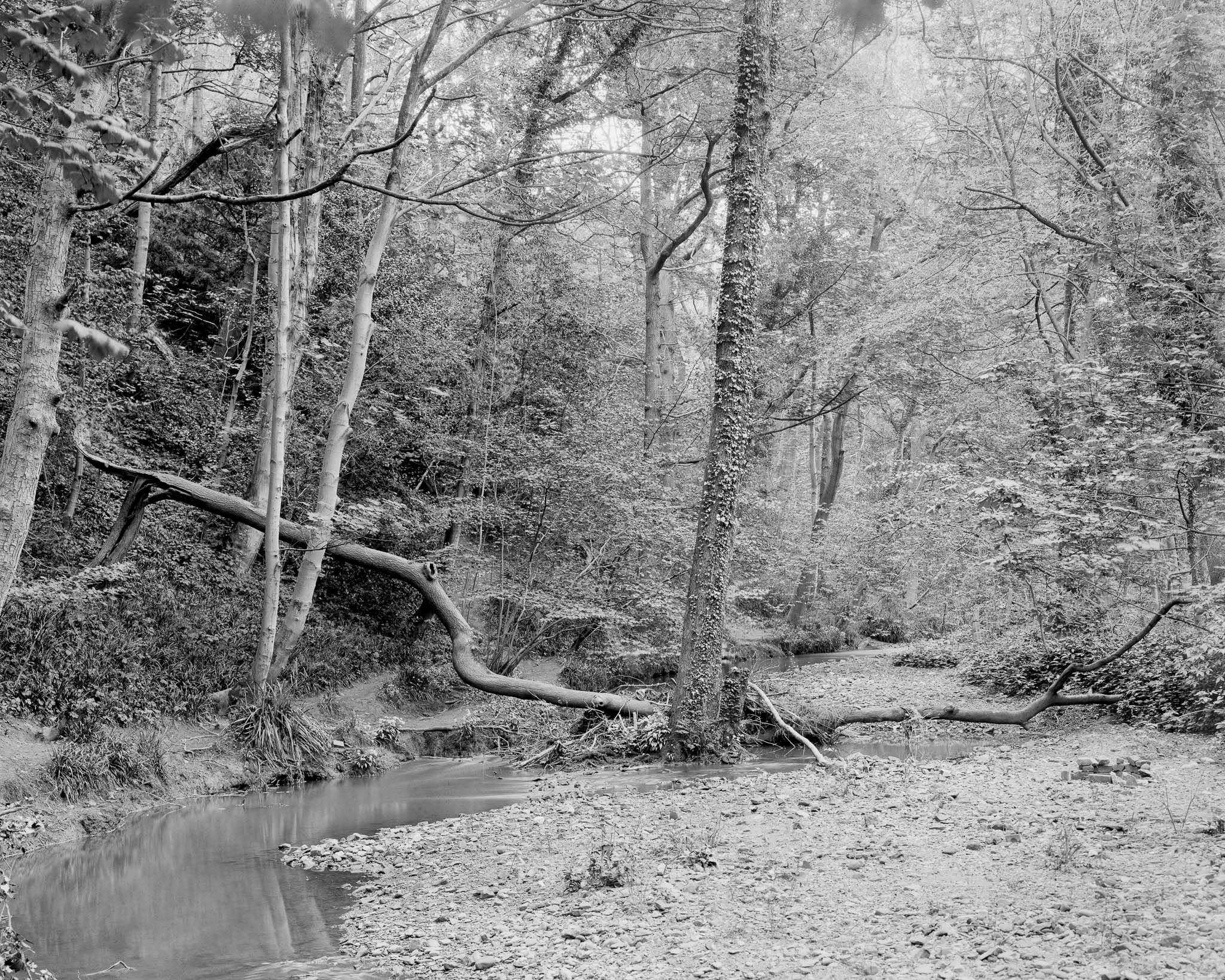 B&W Photo by Jonny Sutton. Fallen tree along the River Sheaf. Kodak Orthochromatic 5x4 film.